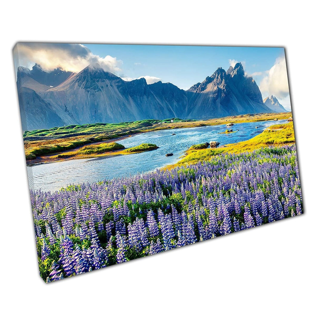 Lupine Flowers Stokksnes Headland South-Eastern Icelandic Coast Wall Art Print On Canvas Mounted Canvas print