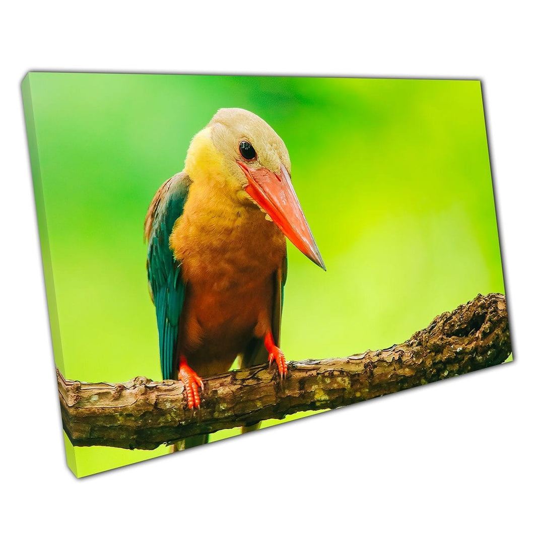 Levendige groene geel oranje kingfisher -vogel op tak in het bos Thailand Wall Art Print op canvas gemonteerde canvas print