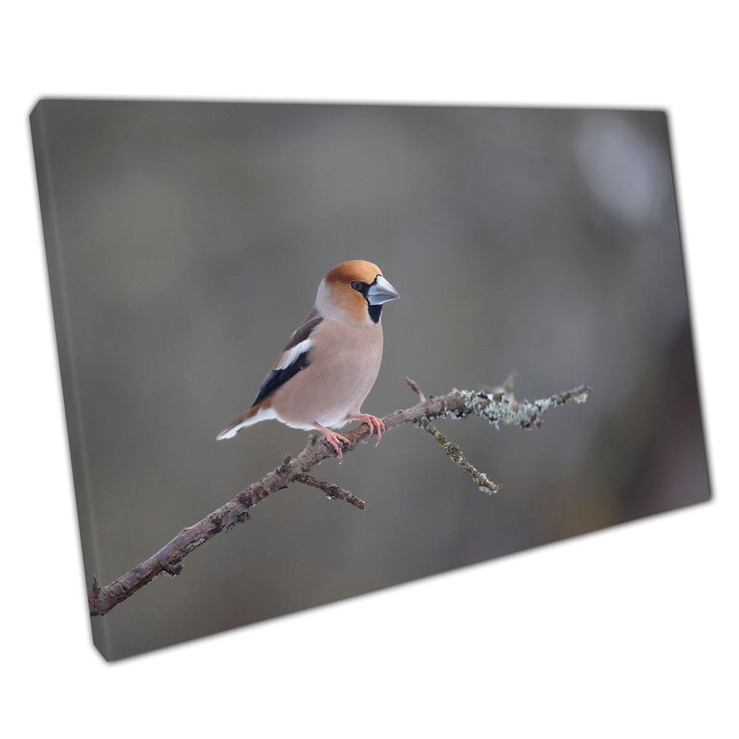 Hawfinch -vogel zat op een kleine tak in de besneeuwde winterdierenfotografie Wall Art Print op canvas gemonteerde canvas print