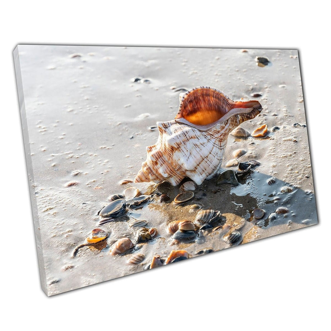 Ocean Shell Wasted op Wet Sandy Beach verkennen zomervakantie Marine Souvenir Wall Art Print op canvas gemonteerde canvas print