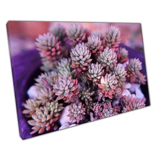 Stampa su tela Purple e Green Bunch di succulenti Wall Art Stampa montata su tela montata