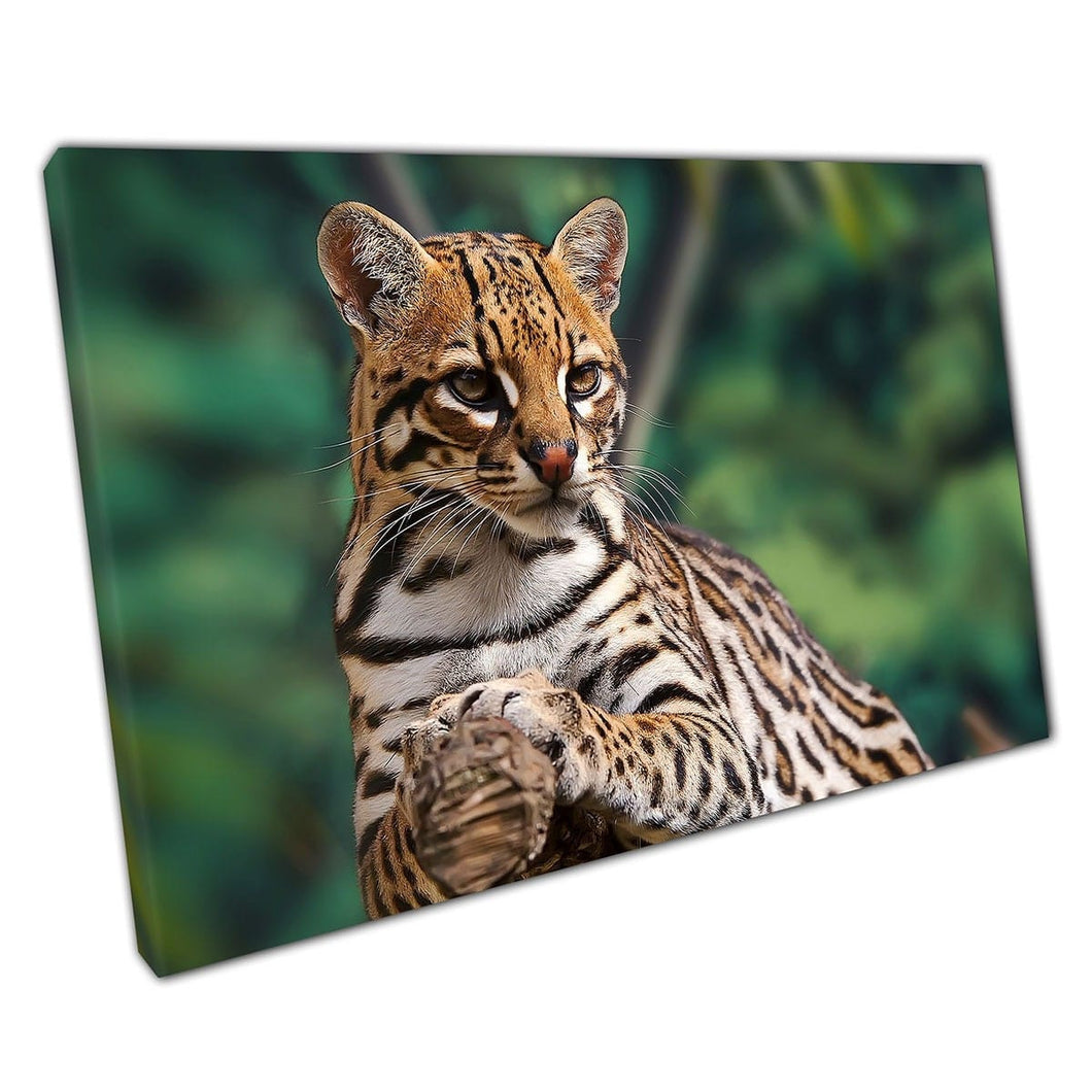 Gatto selvatico ocelot appoggiato elegantemente su un albero naturale fotografica arte da parete stampa su tela stampata stampata in tela