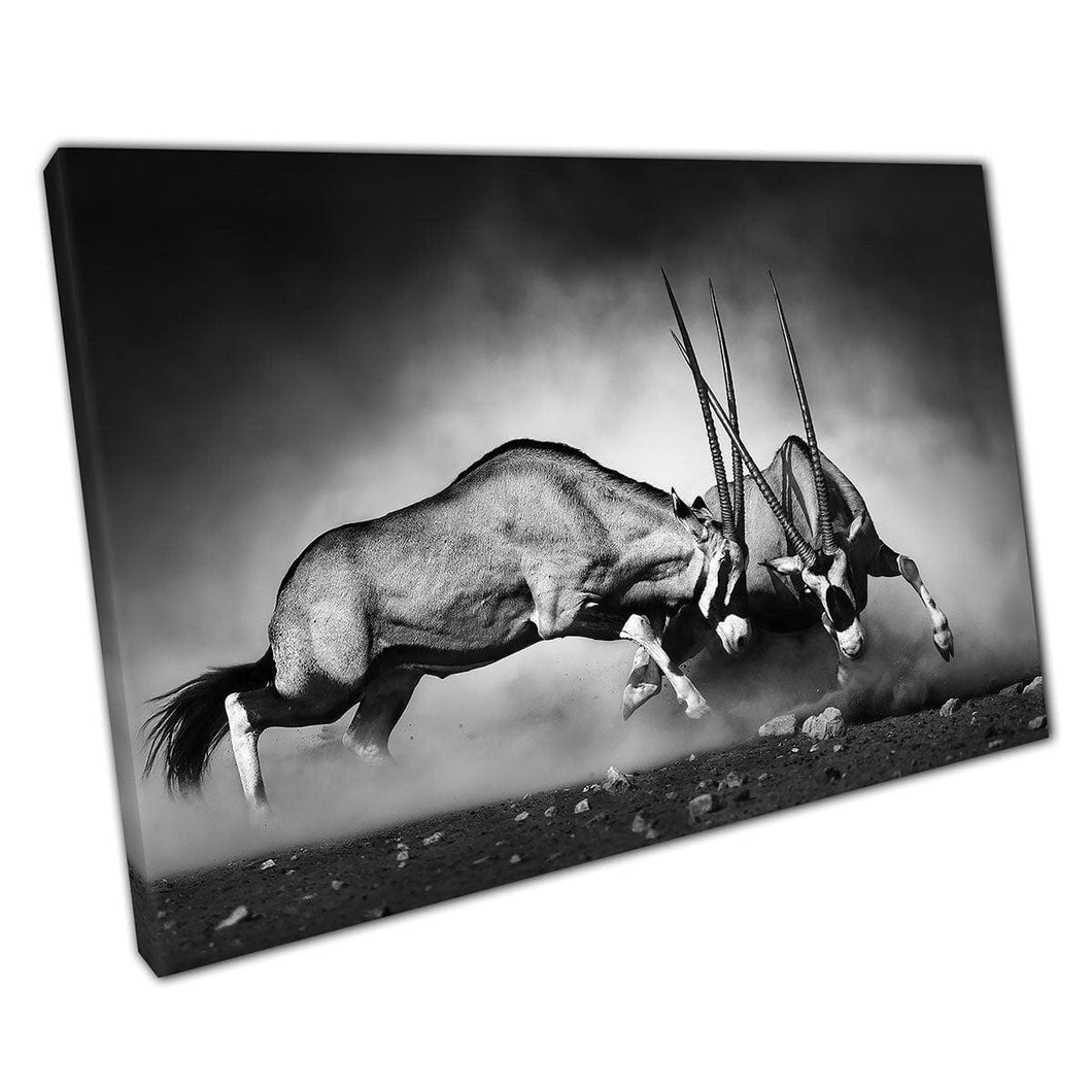Gemsbok duello battaglia combattimento straordinario natura in bianco e nero stampato d'arte da parete su tela di tela stampata