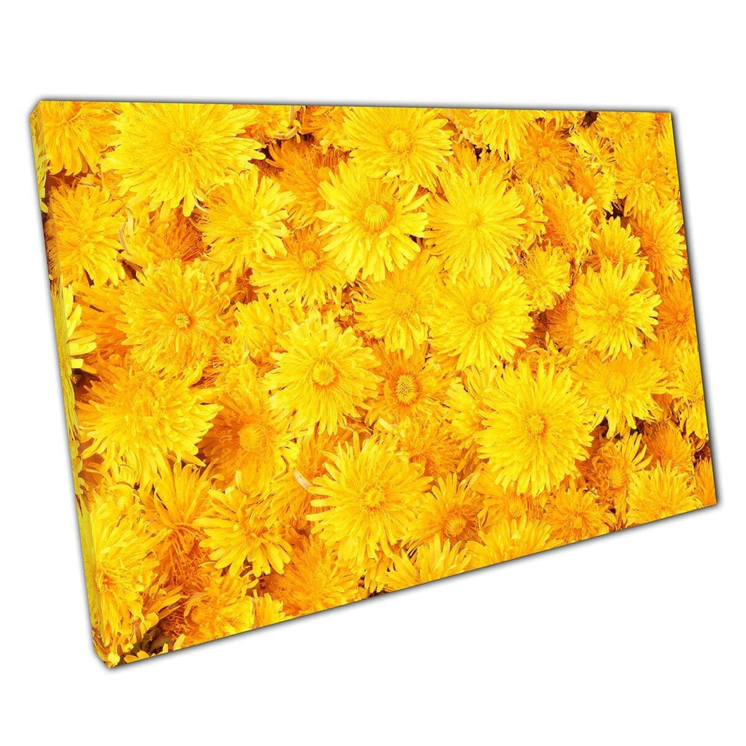 Mooie levendige bloeiende gouden zonneschijn gele lente zomer bloemen heldere bloemen kunst aan de muur op canvas gemonteerde canvas print