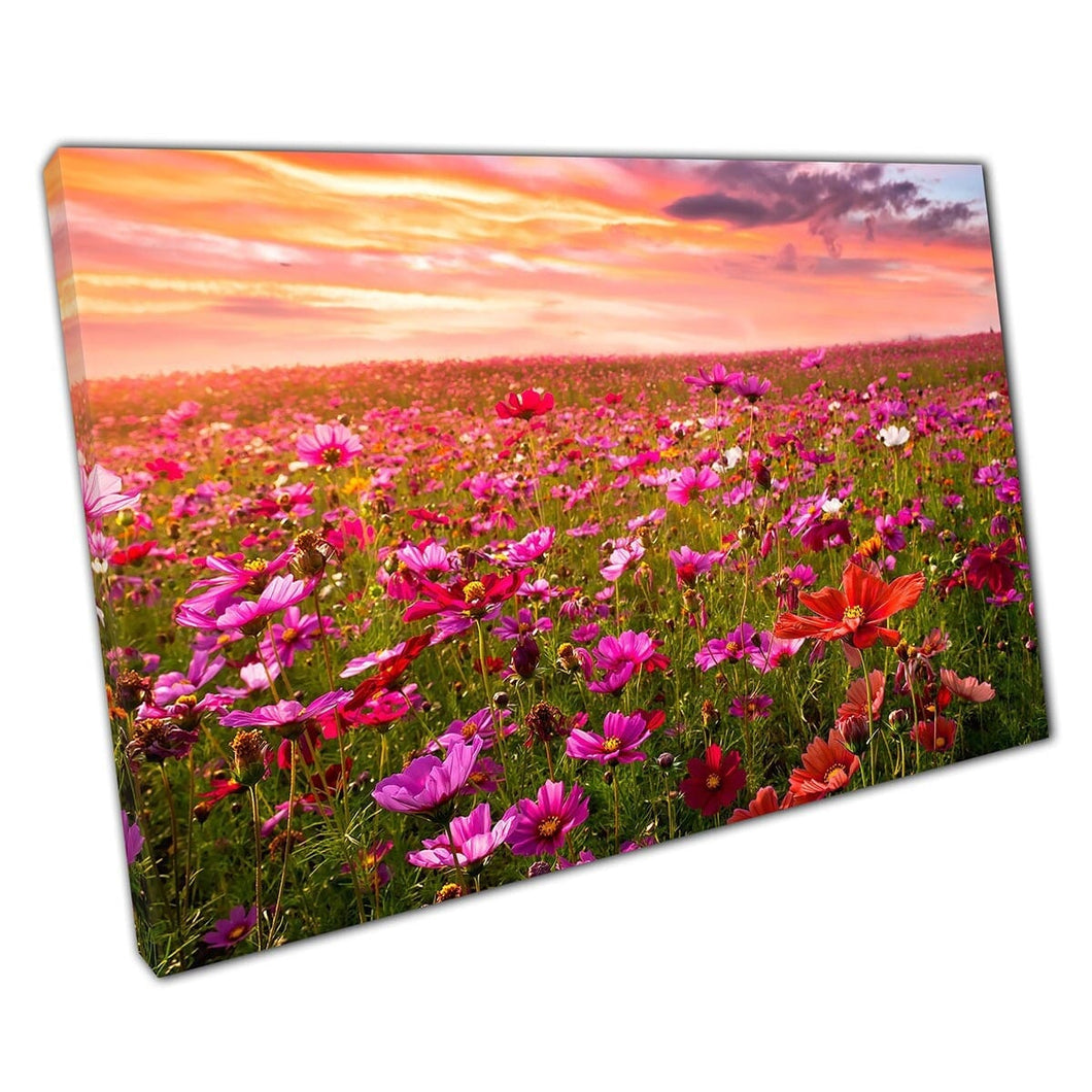 Meadow Filled With Vibrant Pink And Red Cosmo Flowers Under Stunning Sunset Wall Art Print On Canvas Mounted Canvas print