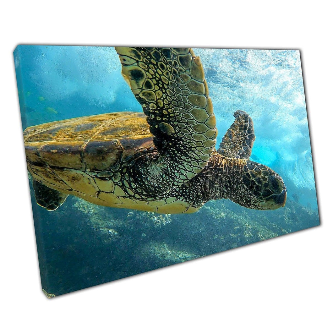 Grote groene zeeschildpad die door de oceaanzee -leven onderwater fotografie Wall Art Print op canvas gemonteerde canvas print zwemmen
