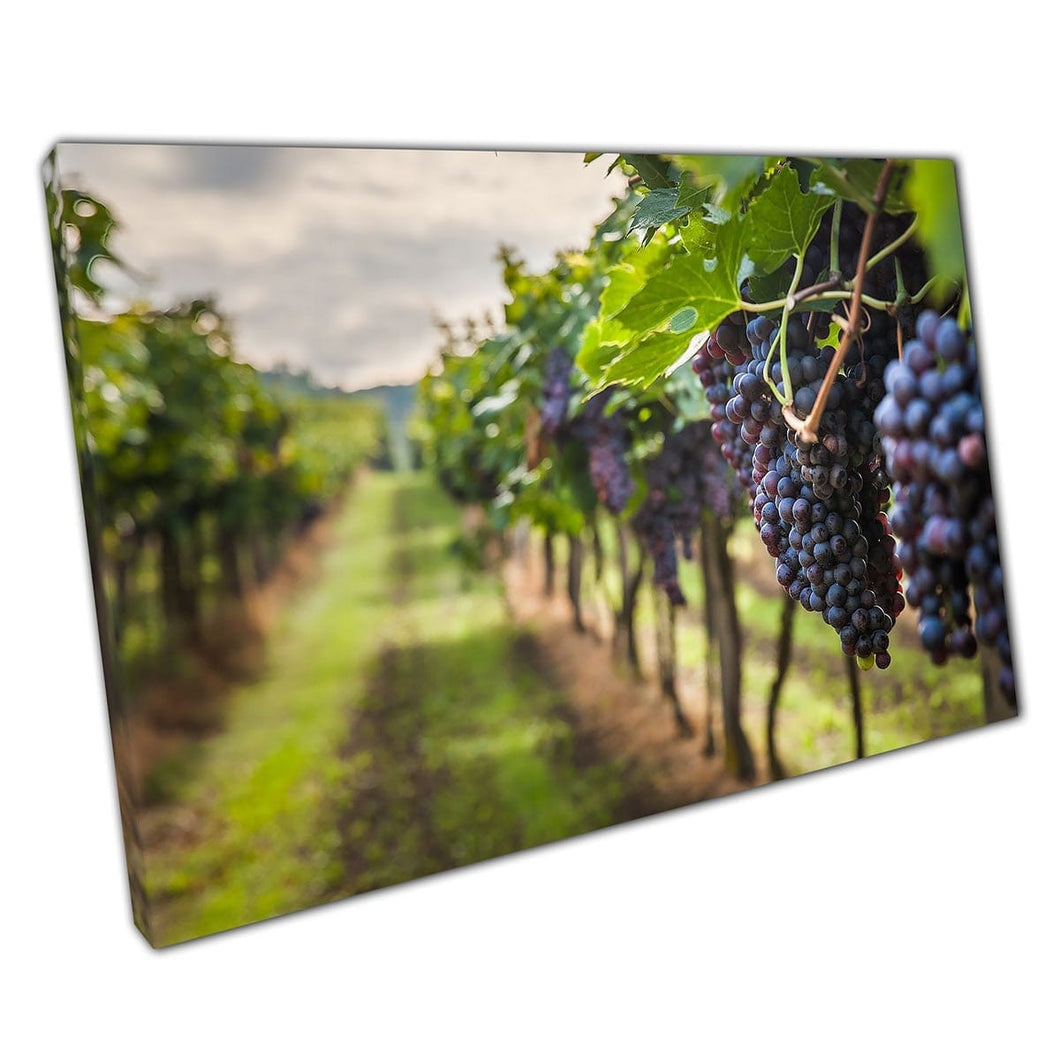 Druiven wijn wijngaarden oogst zachte focus fotografie muurkunst print op canvas gemonteerde canvas print