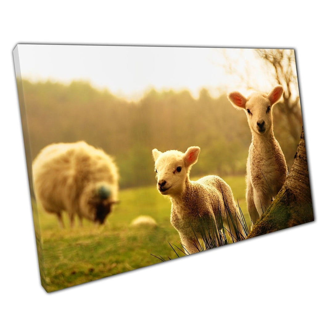 Lagni di Spring Happy Baby Sheep che esplora coraggiosamente Campi agricoli animali selvatici Stampa di arte da parete carina su tela di tela montata