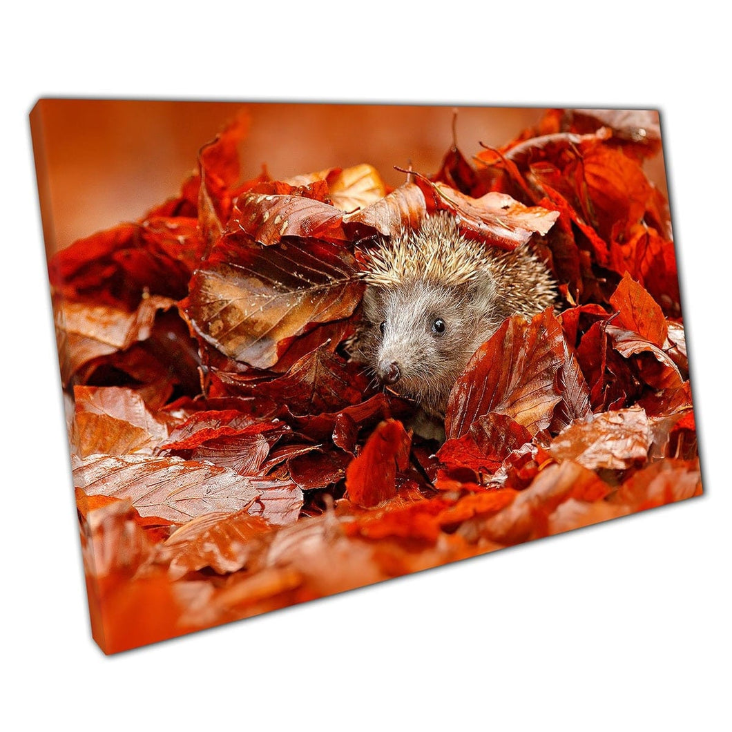 Europese egel die zich verstopt in stapel oranje rode herfstbladeren Wildlife Wall Art Print op canvas gemonteerde canvas print