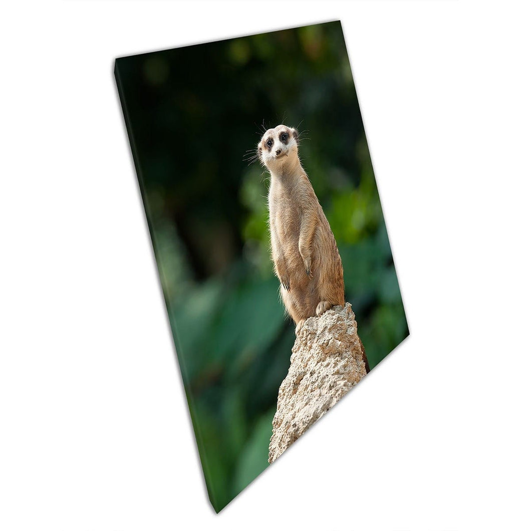 Kleine mongoose meerkat die alert staat op een rots vuil heuvel natuurdierfotografie muurkunst print op canvas gemonteerde canvas print