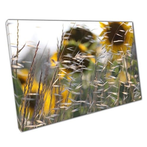 Print on Canvas Sunflowers in the Wind Wall Art Print Mounted Canvas print