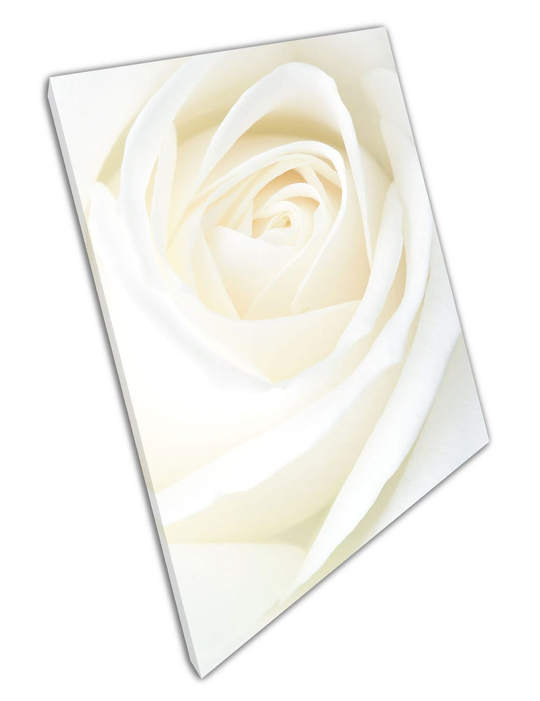 Grote enkele witte crème rozenbloembloemkunst klaar om canvas muur kunst te hangen, afdrukken canvas print