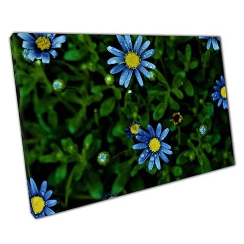 Stampa su tela piccoli fiori blu simili a margherite pronti a appendere la parete stampata stampata in tela montata
