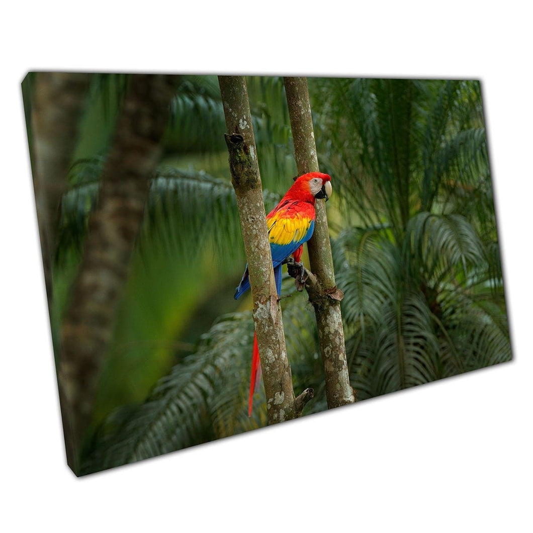 Exotische scharlaken Macaw papegaai op een boom in natuurlijke tropische habitatfotografie Wall Art Print op canvas gemonteerde canvas print