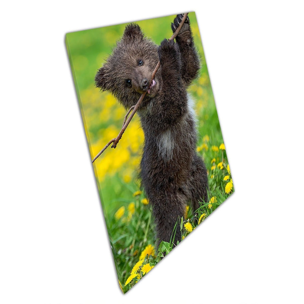 Grappige bruine beerwelp die nieuwsgierig op een boomtak kauwt in een gele bloemmeide muurkunstafdruk op canvas gemonteerde canvas print