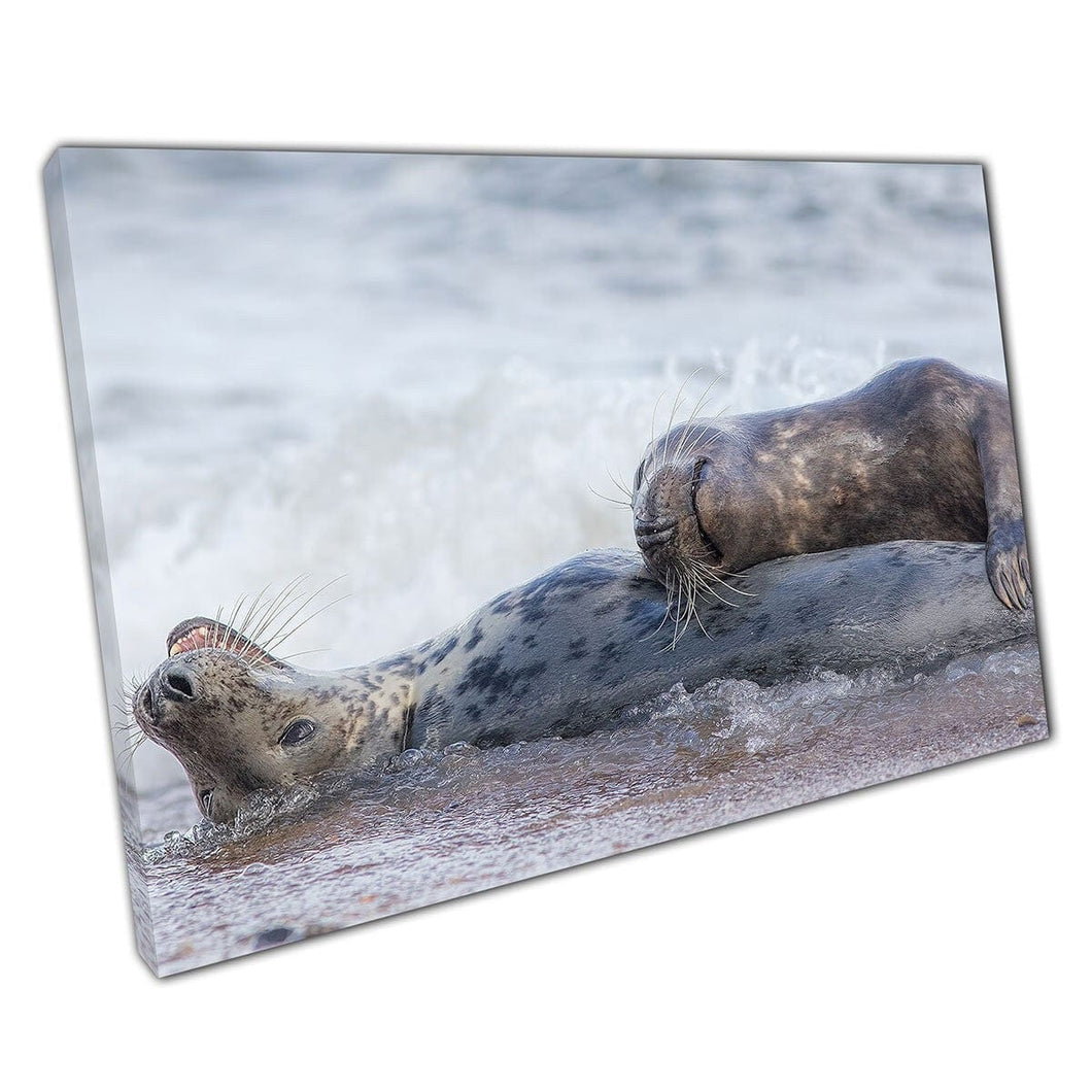 Due sigilli sdraiati insieme giocando a divertirsi in The Sea Love Sea Animals UK Wall Art Stampa sulla tela montata in tela