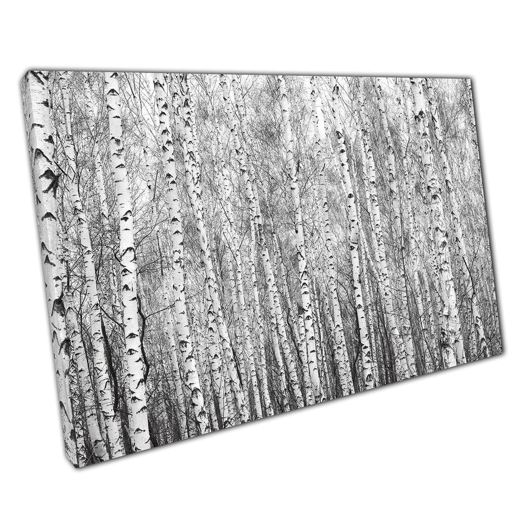 Berk Tree Forest Woodland gefotografeerd in zwart -witte abstracte contrasterende bomen Wall Art Print op canvas gemonteerde canvas print