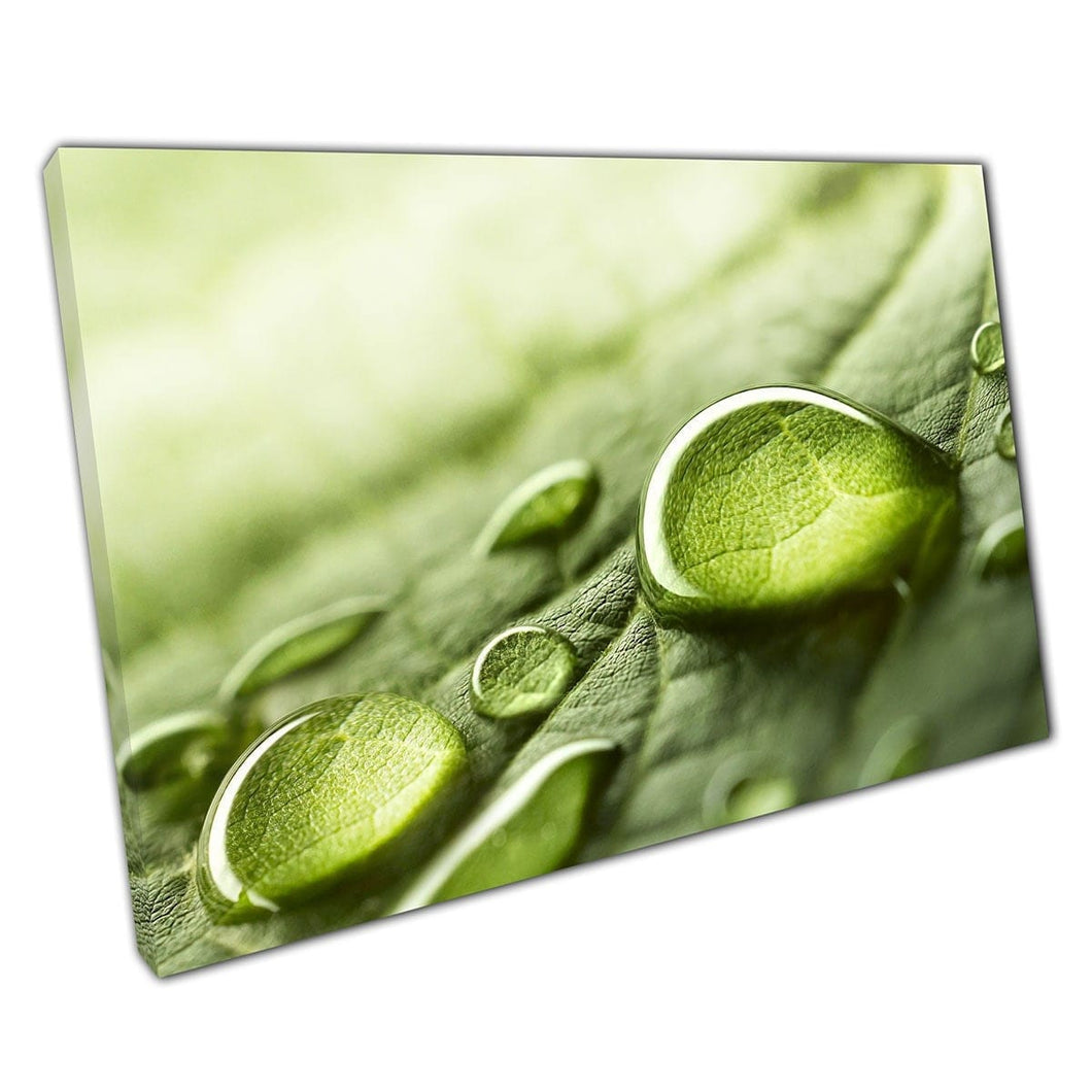 Minuscole gocce di rugiada d'acqua piovana su una vista macro foglia verde fresca Natura fotografia stampa wall art stampa