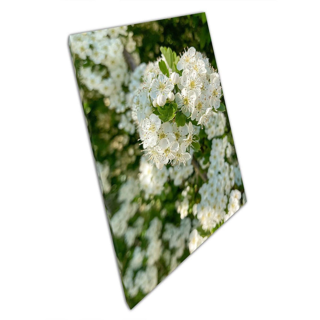 Gedetailleerd uitzicht Koningin van de Meadow White Meadowsweet Flowers in Spring Wall Art Print op canvas gemonteerde canvas print