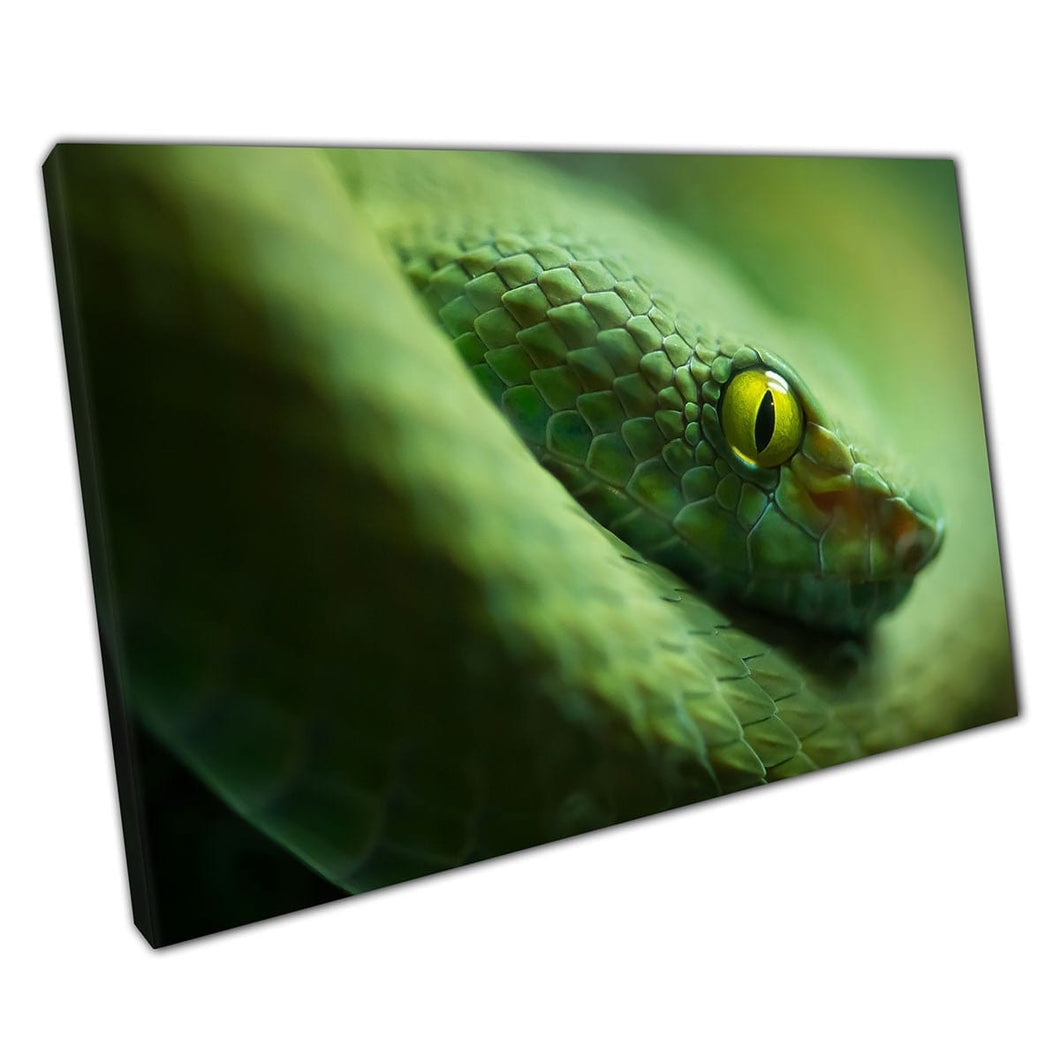 Close Up Fotografie van gevaarlijke groene wilde slangwand kunstprint op canvas gemonteerde canvas print