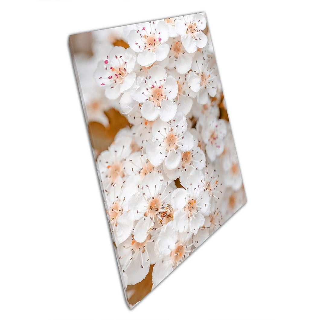 Midland Hawthorn delicate witte bloeiende boom in de lente Tsjechië Wall Art Print op canvas gemonteerde canvas print