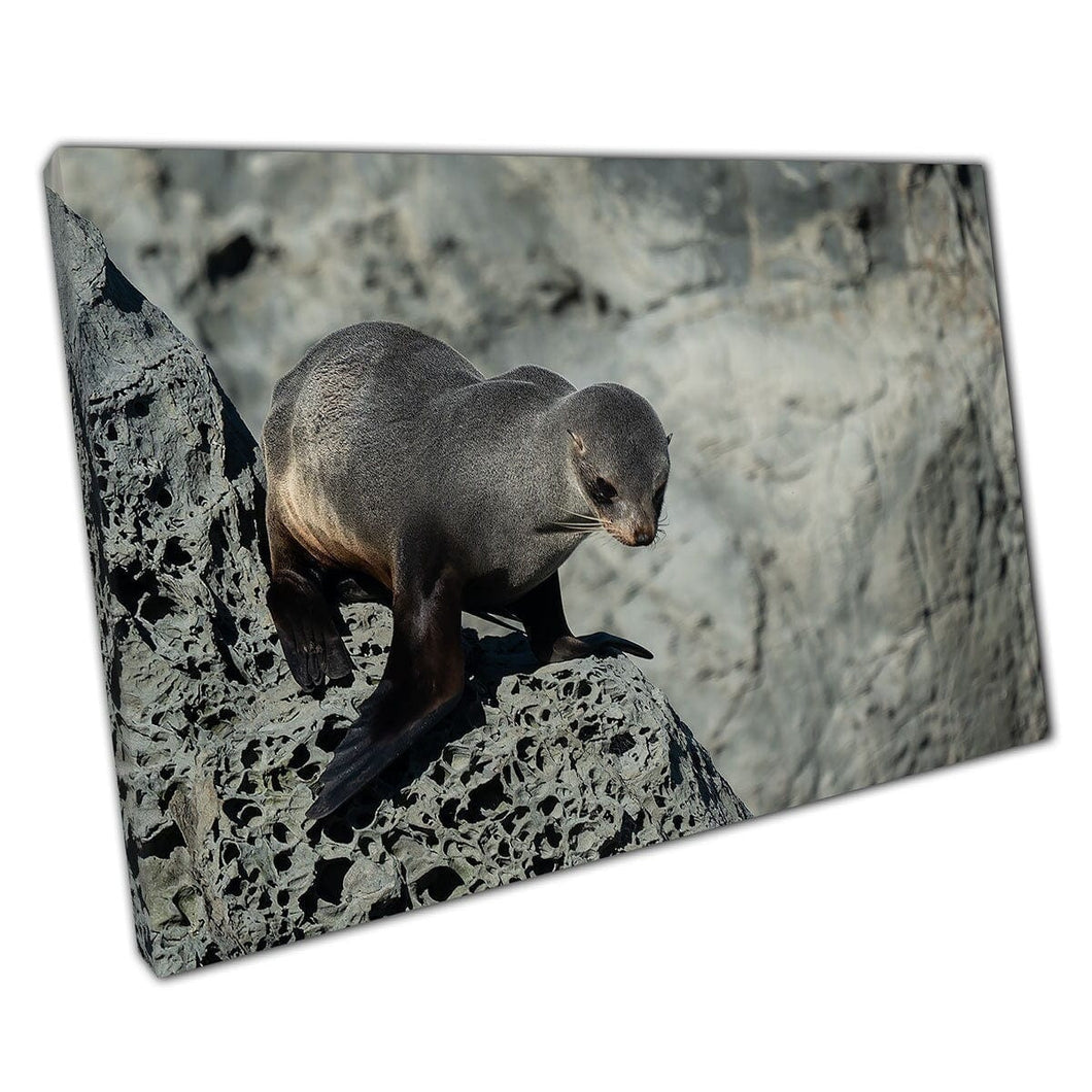 Nieuwsgierige Nieuw -Zeelandse pelsafdichting zat op een rots die nieuwsgierig naar beneden kijkend in de zeeleven canvas muurkunstafdruk op canvas gemonteerde canvas print