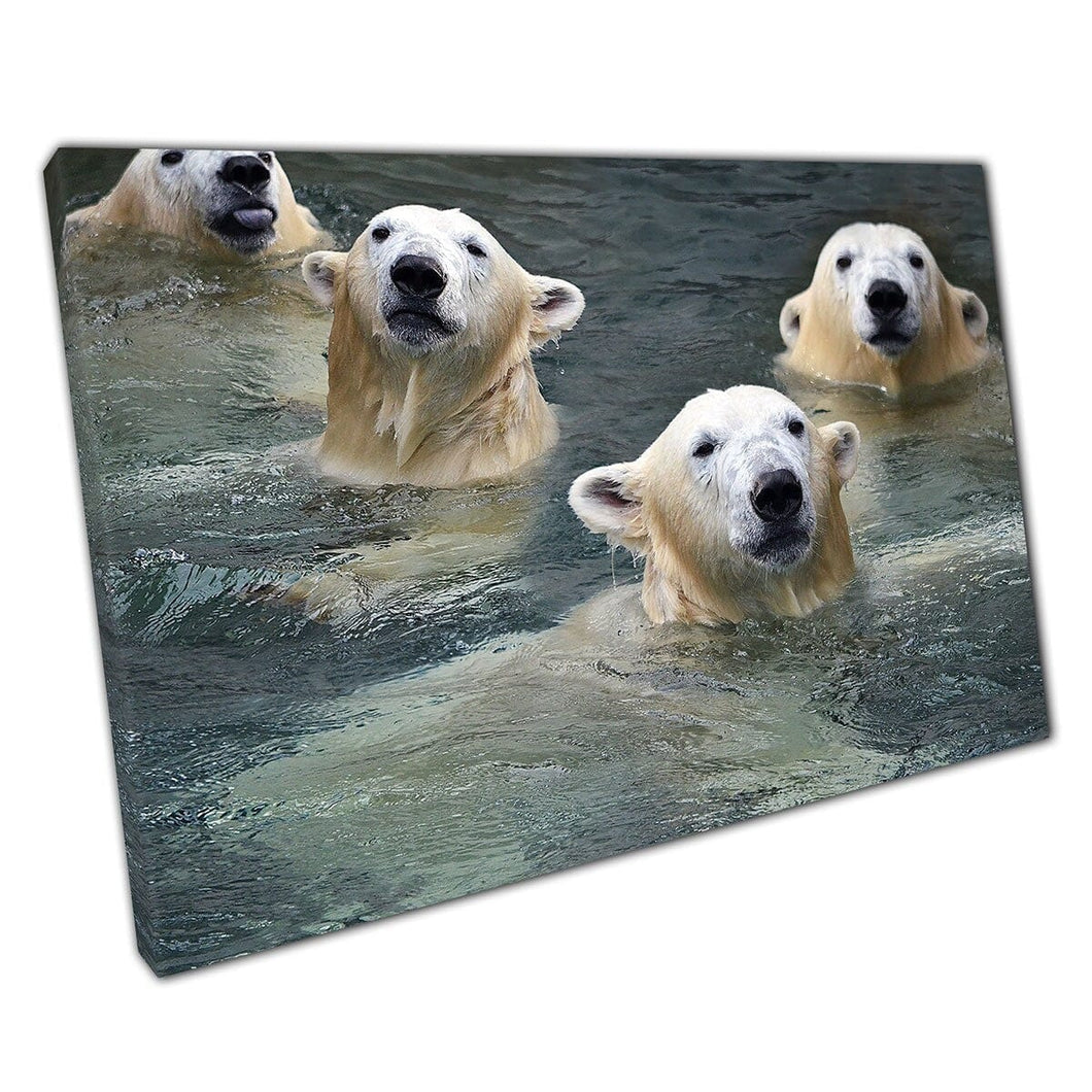 Vriendelijke donzige ijsberen die een duik nemen in kalmerend water grappige dierenfotografie muurkunst print op canvas gemonteerde canvas print