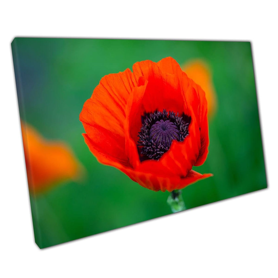 Poppy orientale arancione rosso nella stampa d'arte murale estiva su tela in tela stampa