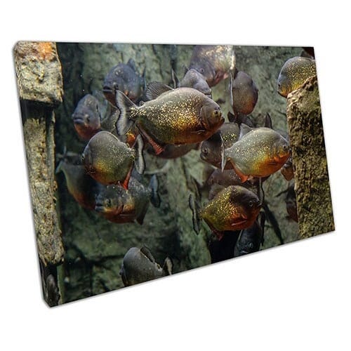 Afdrukken op canvas piranha vis canvas muurkunst klaar om afdrukken gemonteerde canvas print op te hangen