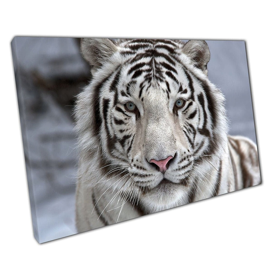 Face To Face With A Beautiful Wild White Bengal Tiger Animal Photography Wall Art Print On Canvas Mounted Canvas print
