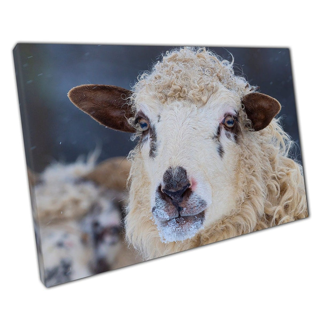 Close -up van donzige schapenwand in koude winter Wildlife Wall Art Print op canvas gemonteerde canvas print