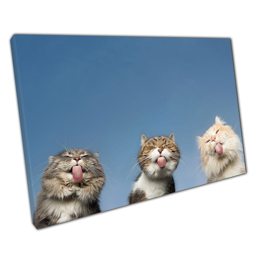 Tres graciosos gatos esponjosos lamiendo vidrio invisible linda mascota doméstica fotografía de animales estampado de arte de pared en lienzo estampado de lona montada