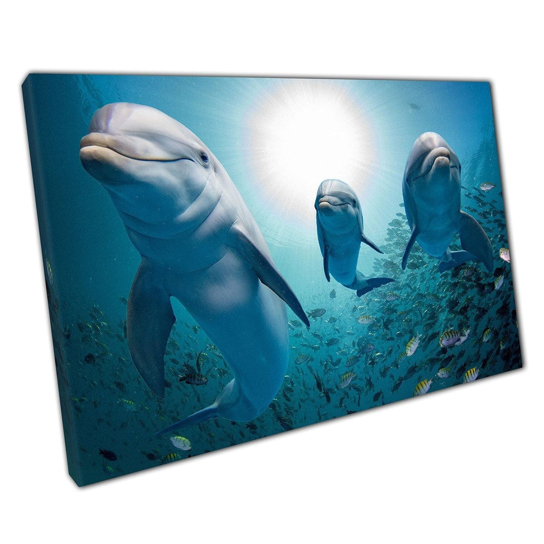 Drie vriendelijke dolfijnen zwemmen met een groep tropische vissen in de oceaanzee muurkunstafdruk op canvas gemonteerde canvas print
