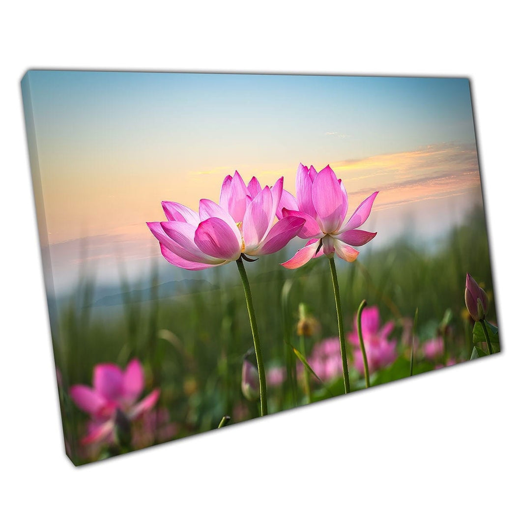 Beautiful Pink Blooming Lotus Flowers In A Grassy Meadow At Sunset Photography Wall Art Print On Canvas Mounted Canvas print