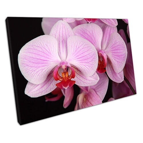 Print op canvas roze orchidee bloem canvas muurkunst klaar om afdrukken canvas afdrukken te hangen