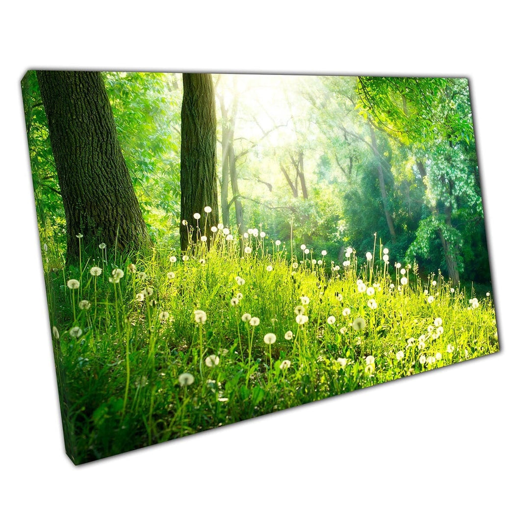 Mooie rustige rustige paardenbloem bedekte groene bosbosbodem op een zonnige dag kunst aan de muur op canvas gemonteerde canvas print