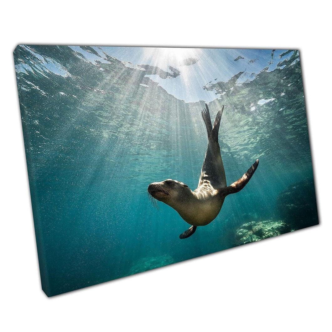 Sea Lion Seal Enjoying The Rays Of Sun Shining Into The Ocean Baja California Wall Art Print On Canvas Mounted Canvas print