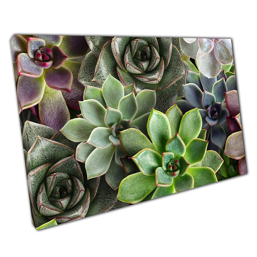 Verzameling van sappige planten natuurlijke greens en purples muur kunstprint op canvas gemonteerde canvas print
