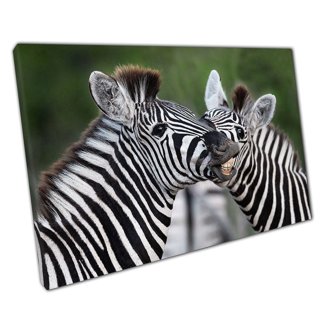 Twee Zuid -Afrikaanse vlaktes Zebra delen een moment samen met een grappige print van de muur van dieren op canvas gemonteerde canvas print