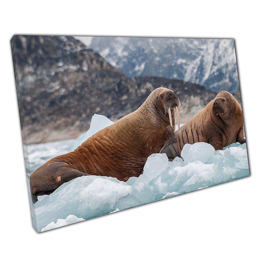 Large Mother Walrus With Her Walrus Pup On Ice In A Fjord Eastern Greenland Wildlife Wall Art Print On Canvas Mounted Canvas print