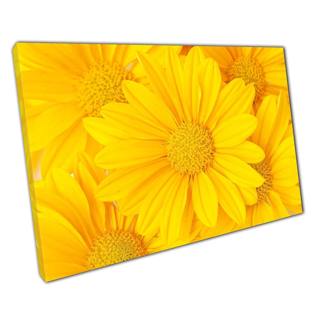 Vibrante Rich Sunshine Golden Yellow Blooming Flores de verano Naturaleza Fotografía Floral Arte de pared Impresión en lienzo montado en lienzo estampado