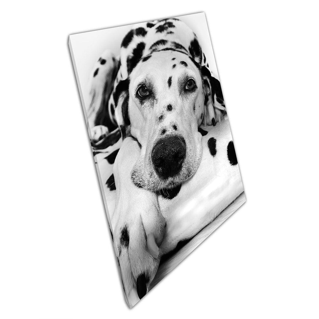 Gezellig Dalmatisch hondenras huisdier ontspannen zwart -witte fotografie kunst aan de muur op canvas gemonteerde canvas print
