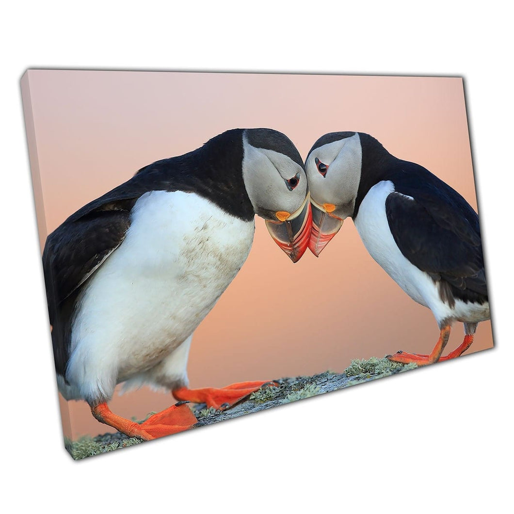 Twee gemeenschappelijke Atlantische Puffin Fratercula Arctica Noorwegen Wild Animal Photography Wall Art Print op canvas gemonteerde canvas print