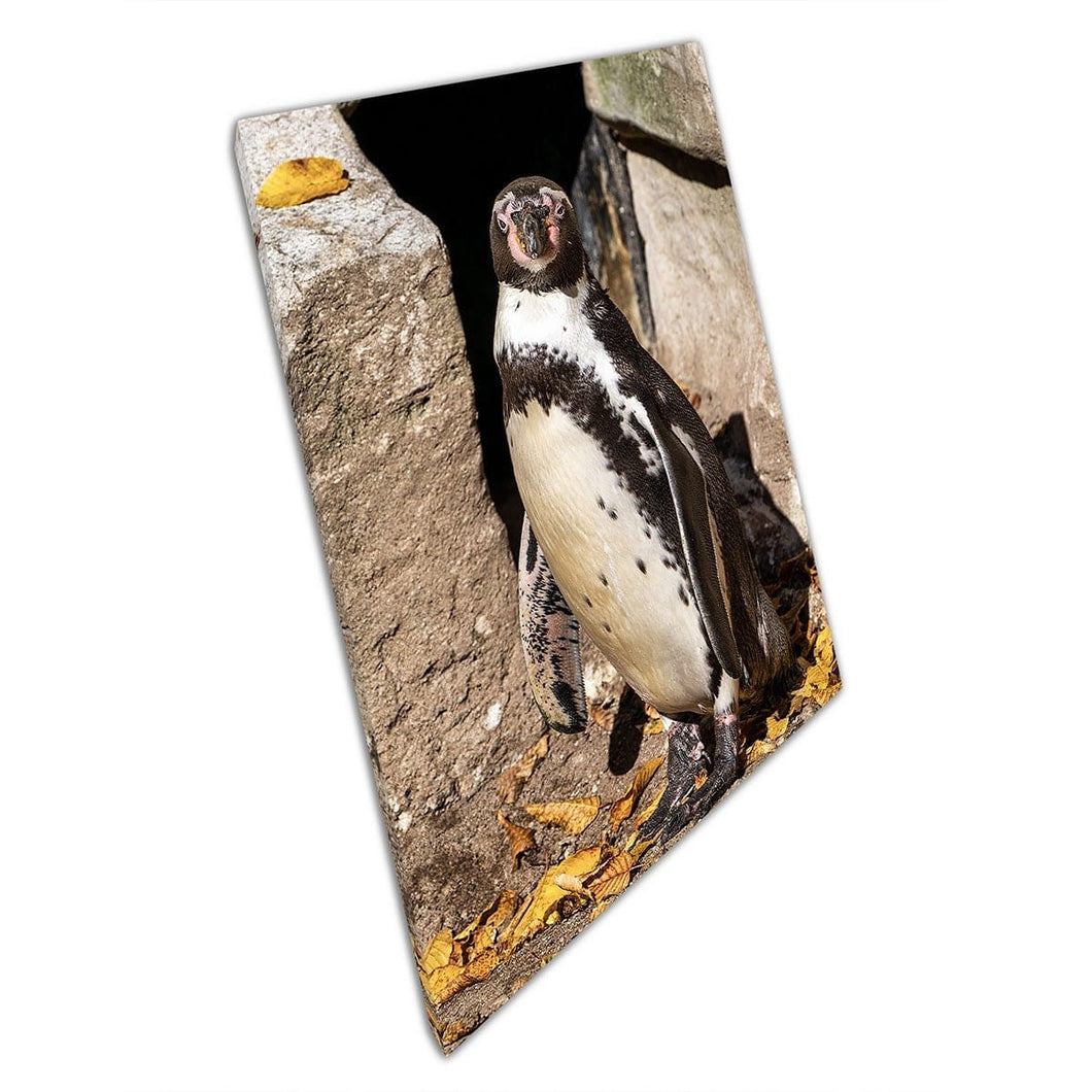 Humboldt Penguin On A Rocky Terrain Surveying It's Enclosure Wild Life Sea Life Wall Art Print On Canvas Mounted Canvas print