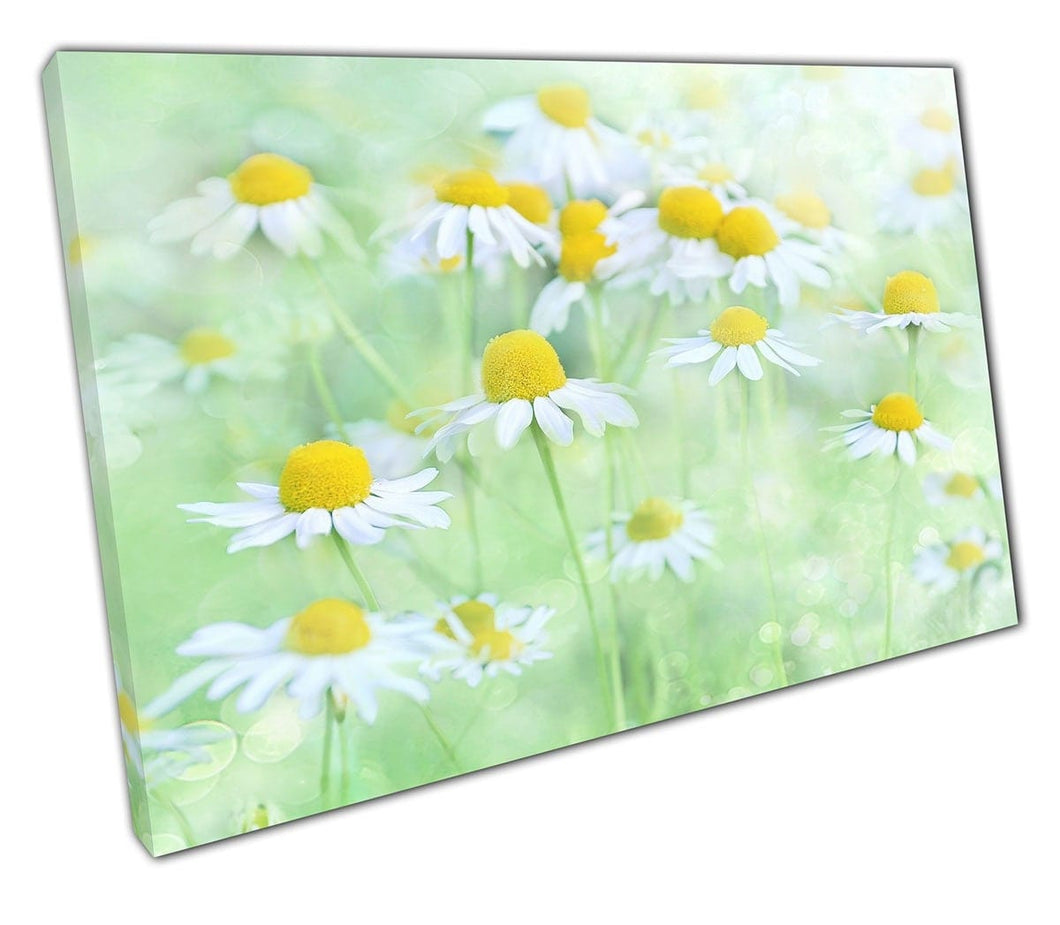 Wild Daisy Flower Art klaar om canvas print gemonteerde canvas print te hangen
