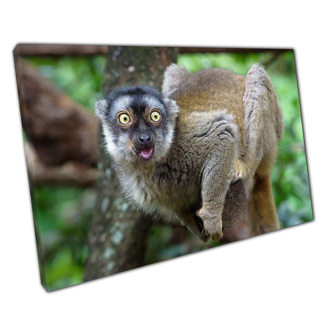 Scioccato Sorpreso Lemur selvatico seduto su un ramo di alberi in una foresta Funny Photography Wall Art Print su tela Montated Tela Stampa