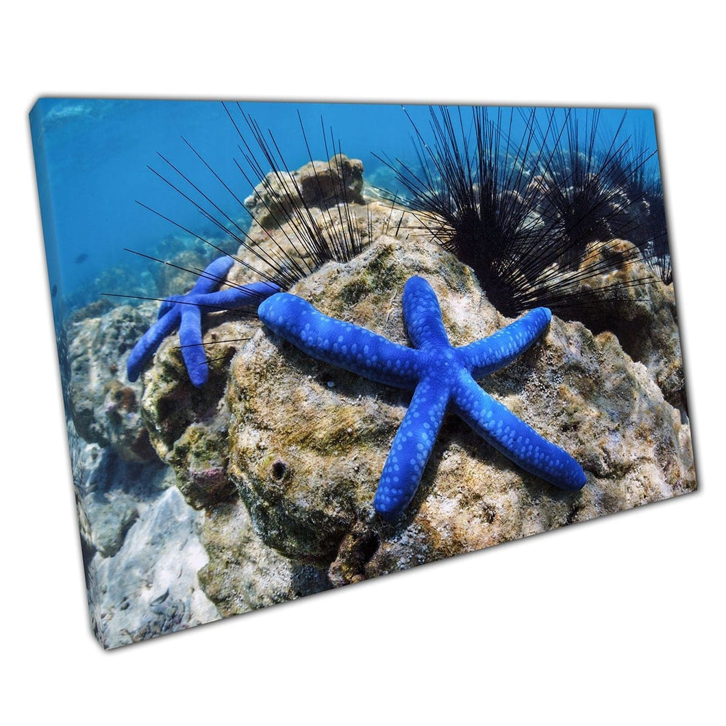 Vibrant Bold Blue Starfish e pericolosi ricci di mare a spillo per la vita della vita marina Stampa artistica da parete su tela stampata stampata in tela