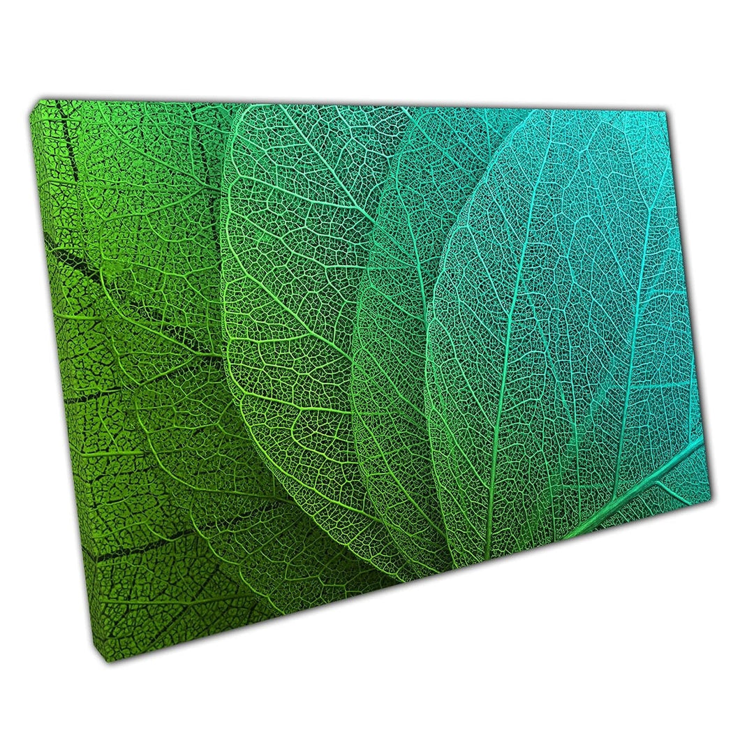 Vista macro dettagliata delle foglie turchesi blu verde con vene visibili Nature Wall Art Stampa su tela di tela montata