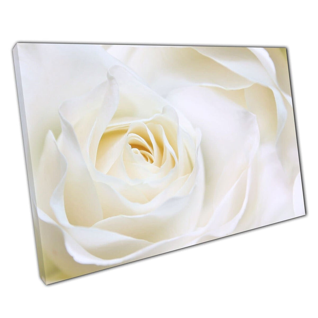 Delicate witte roos close -up macro view fotografie bloemen romantische bloem minimalistische muur kunst print op canvas gemonteerde canvas print