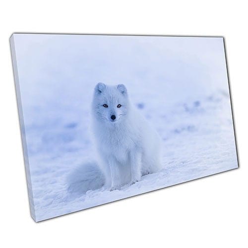 Print op canvas witte poolvos in sneeuw IJsland om muurkunstafdruk op te hangen gemonteerd canvas print